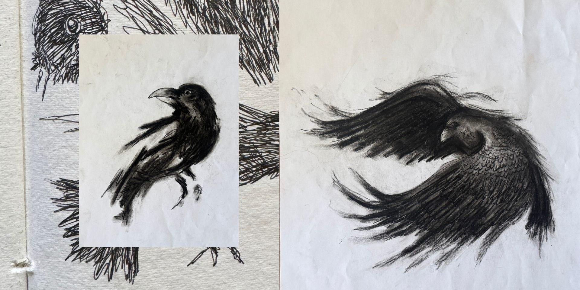 Three black ink and pencil sketches of crows on white paper, featuring one close-up, one full-body, and one with wings spread in flight.